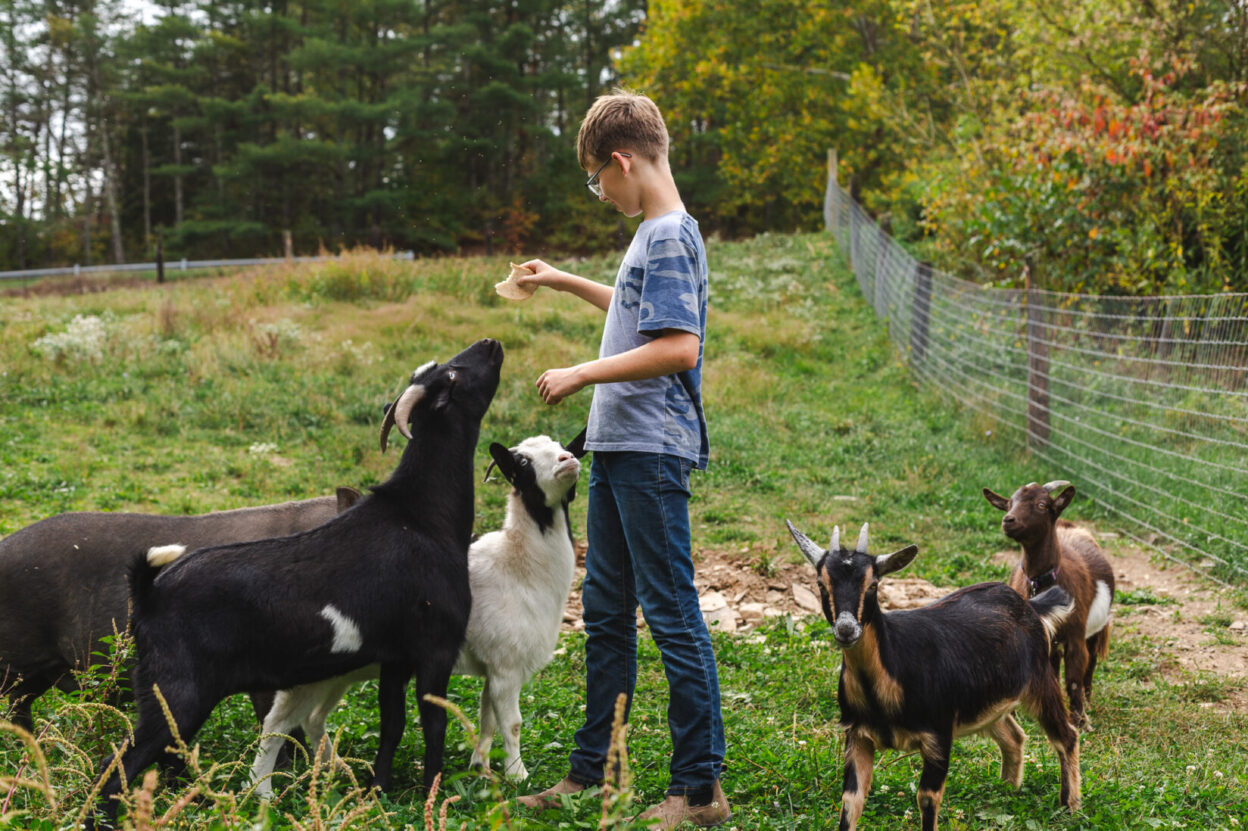 student feeding goats on the farm