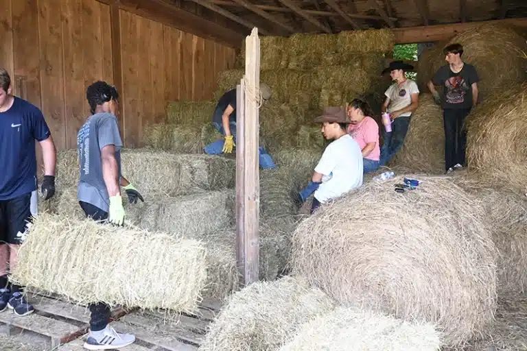 Working With Animals